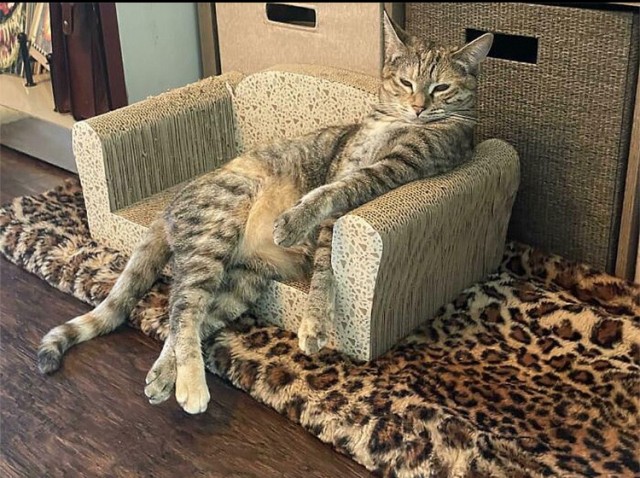 Коты, которые смирились со своей участью