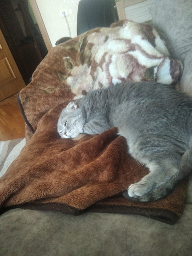 ждали котовторник и уснули