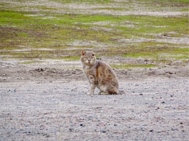 Нефотогеничный кот