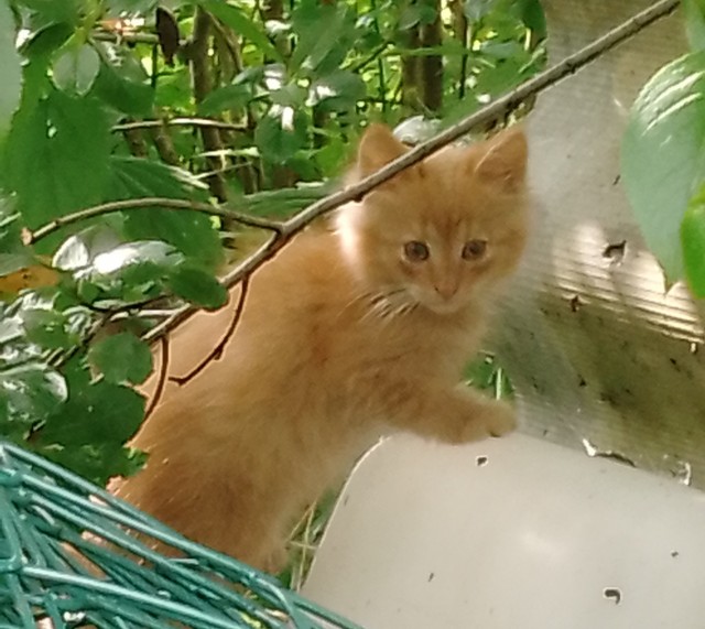 Вот, взял котенка