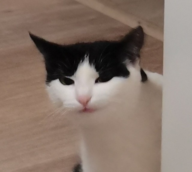Хоть и не котовторник,но все же...