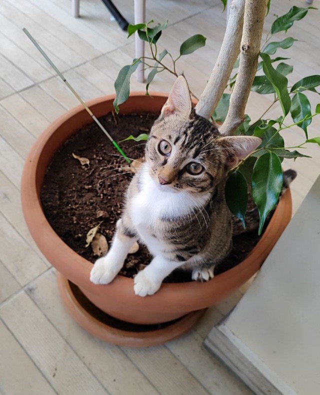 Принимайте в ряды которабов