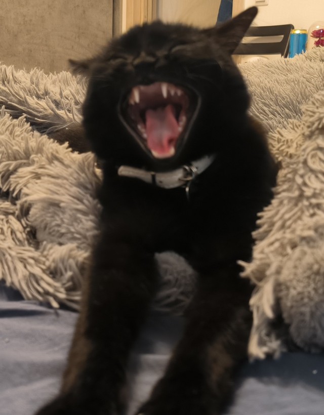 А котовторник уже пришёл?
