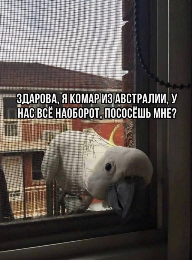 Картиночки, баянчики 10 марта