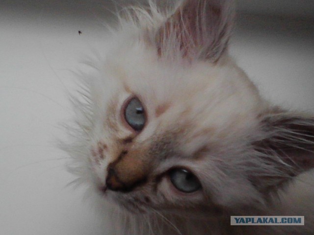 Котовторник 23.07.2013