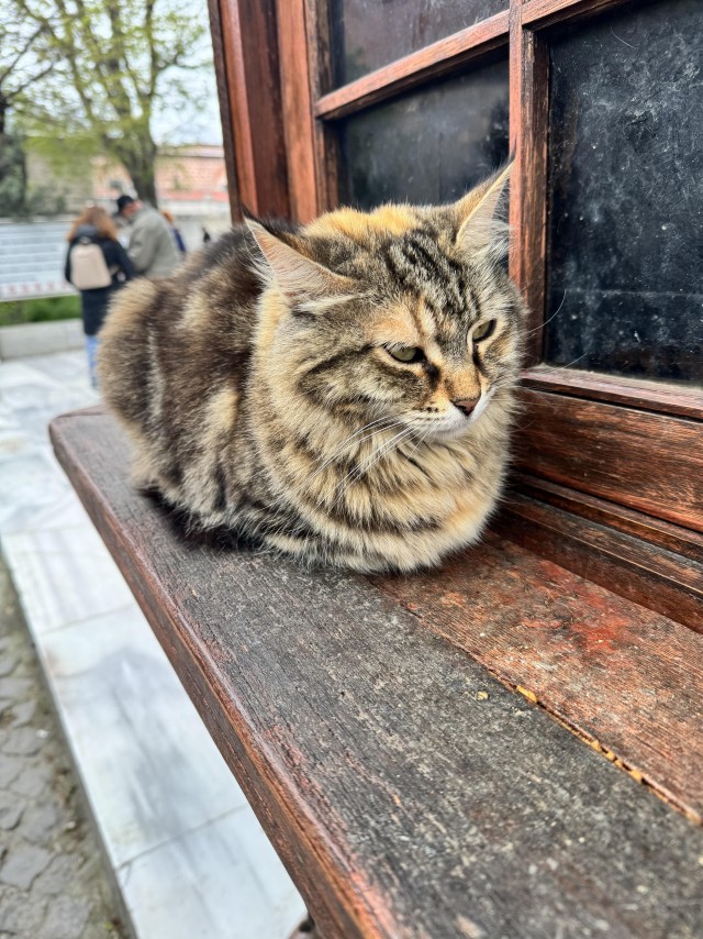 Уличные кошки Стамбула
