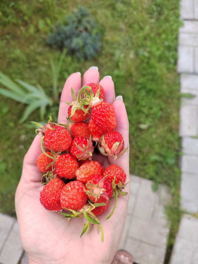 Середина июня