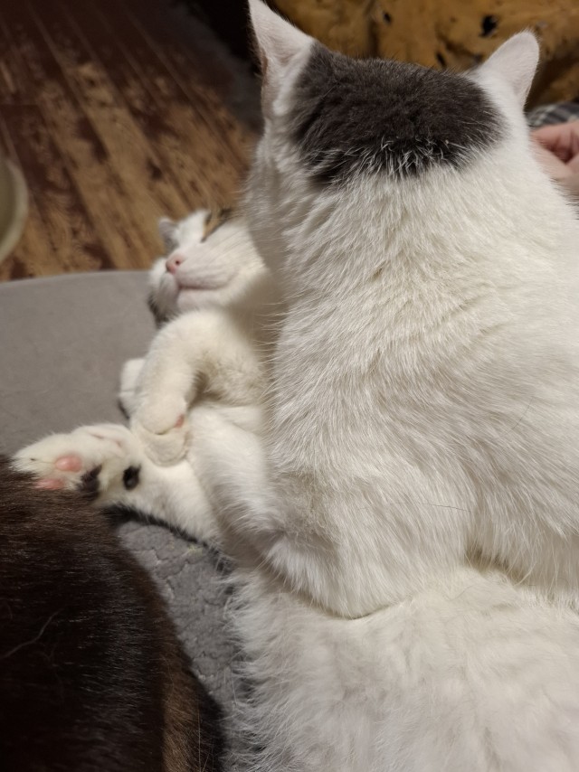 Котовторнок