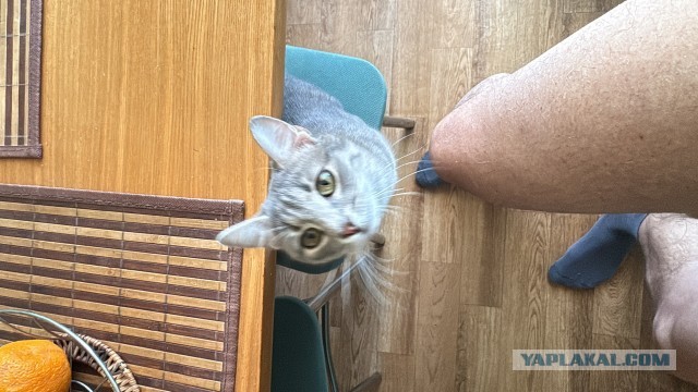 Ищу котенку семью