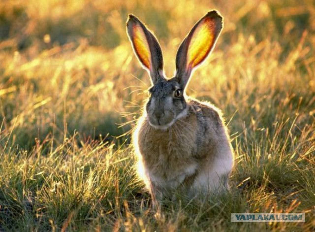 Правда про зайцев