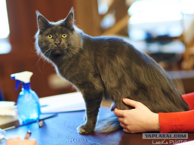 Котовторник 04.03.2014