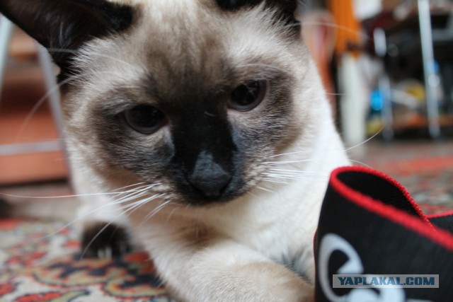 Котовторник 01.04.2014