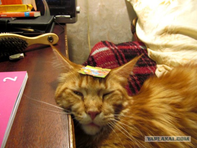 Котовторник 6.05.2014