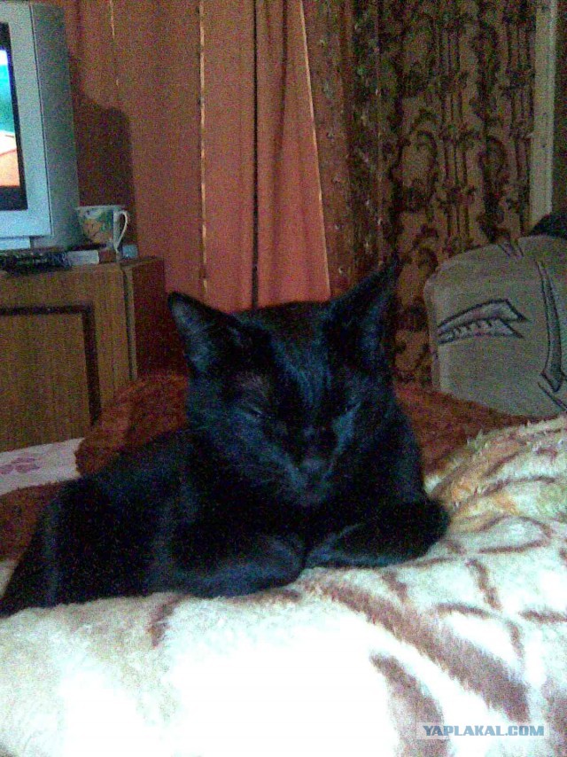 С Котовторником!