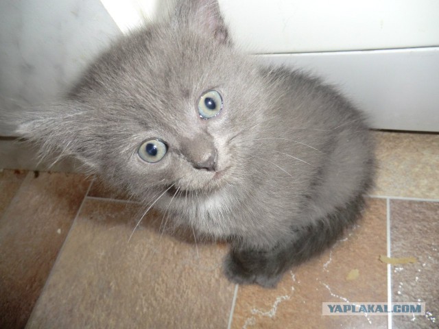 Котовторник 26.08.14.