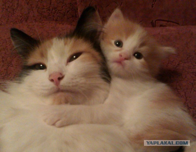 Котовторник 26.08.14.