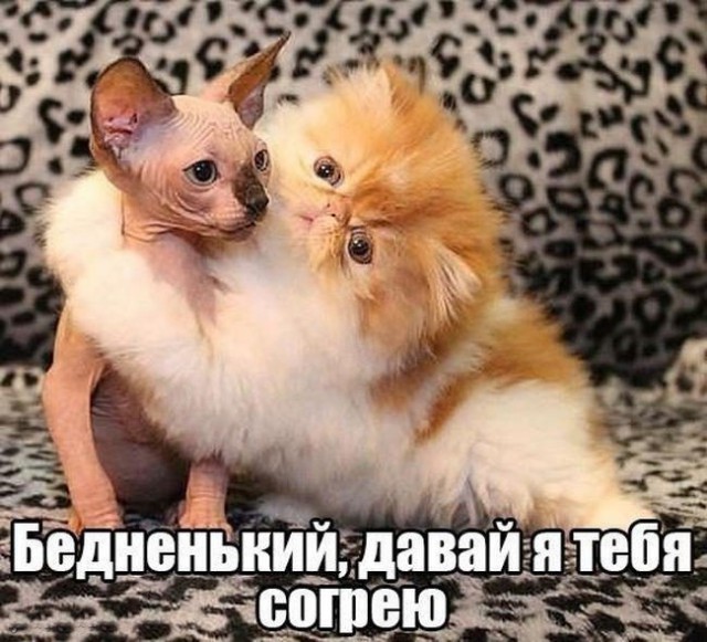 Зима - кошарки торжествуют!