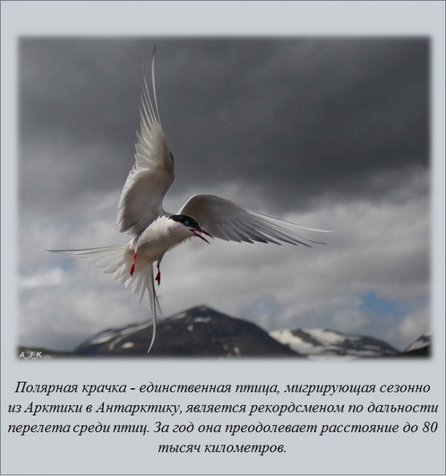 20 фактов обо всем