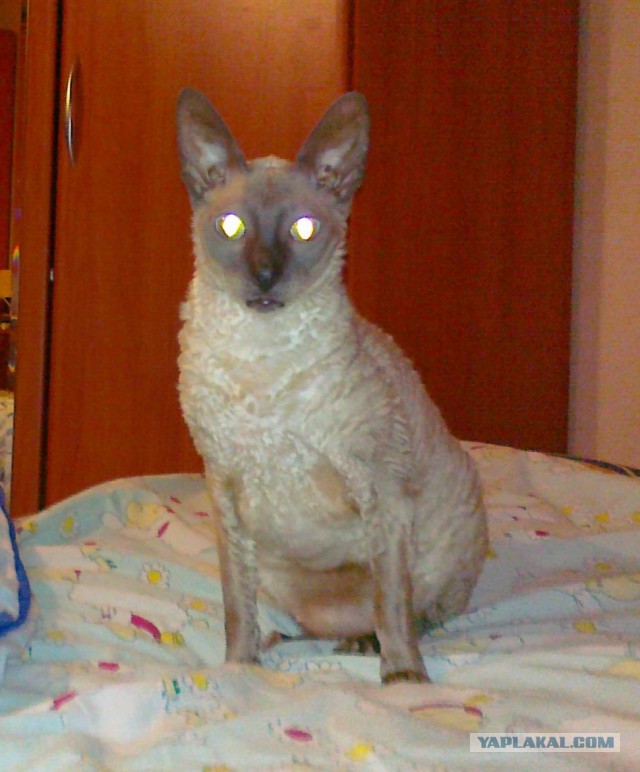 Котовторник