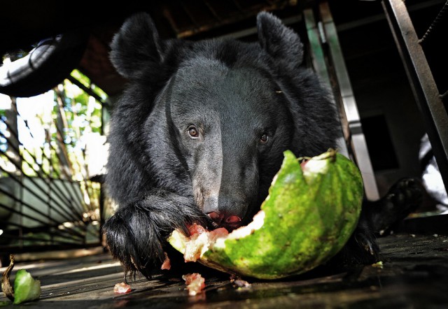 Картинок пачка