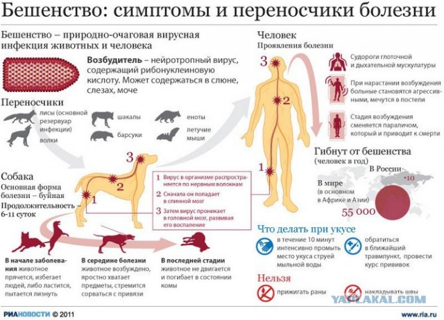 Еще раз про Бешенство