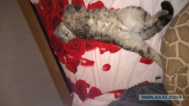 10 преимуществ котовладельцев :)