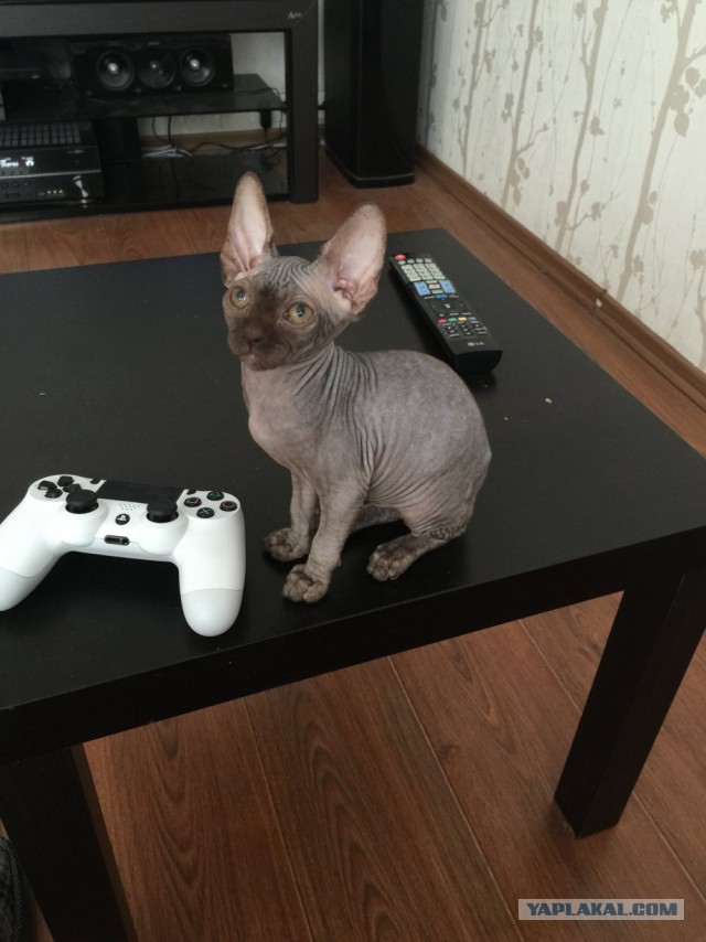 Котовторник  21.07.2015