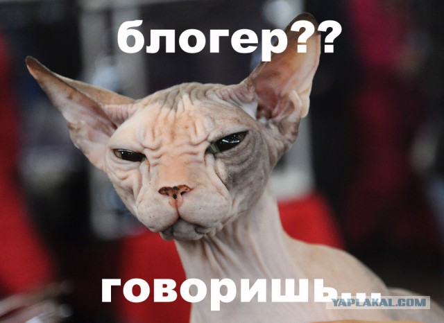 Комикс про выпил блогеров?