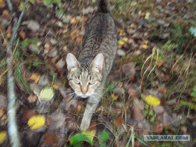 Жизнь домашнего приюта для котеек 78