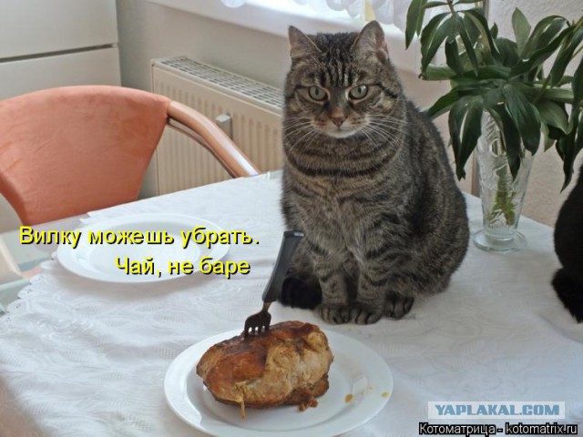 Прикольные коты