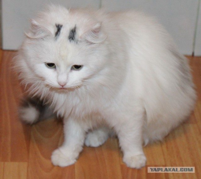 Жизнь домашнего приюта для котеек 91