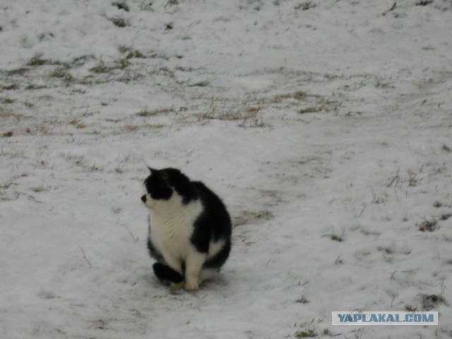 Жизнь домашнего приюта для котеек 95