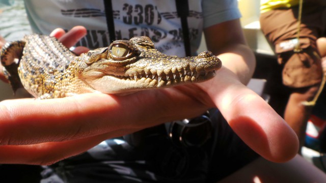 Самостоятельное путешествие в Шри-Ланку