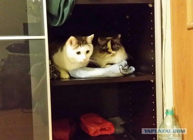 Котовторник