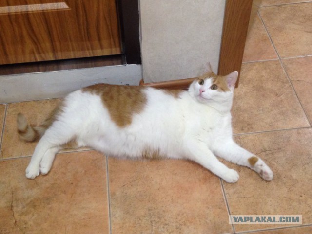 Котовторник 22.03.2016