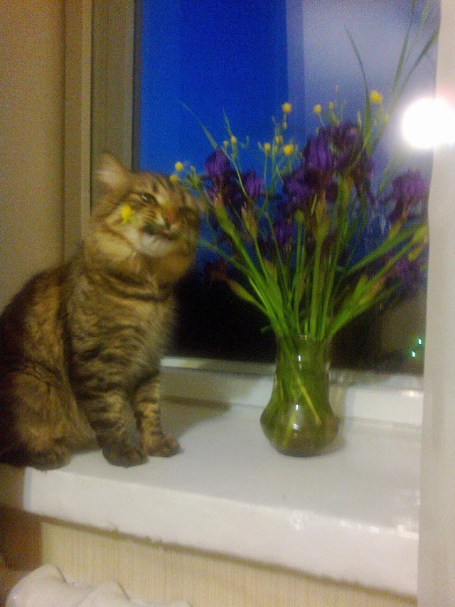 КотоВторник 26.04.2016
