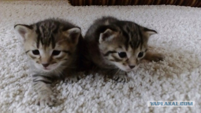 Ваши фотки котов на телефон