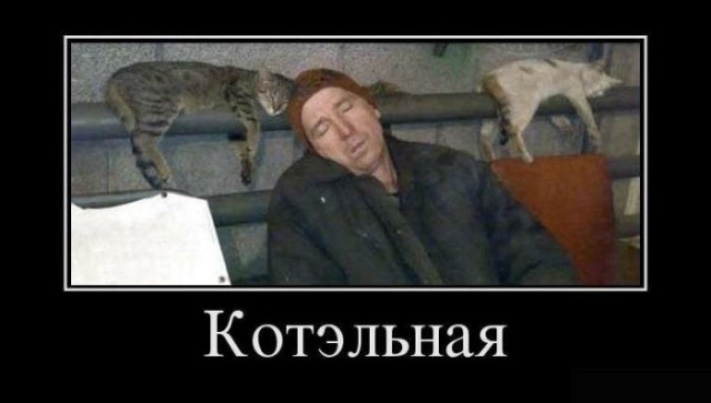 10 брутальных уличных котов