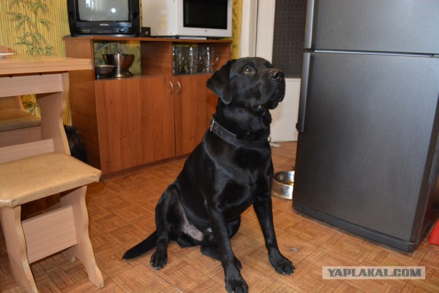 "Ты же ведь купишь, ведь правда, ведь да?!"