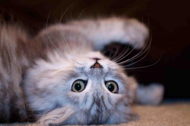 Коты и Кошки