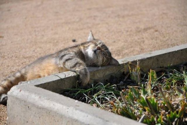 Коты и Кошки