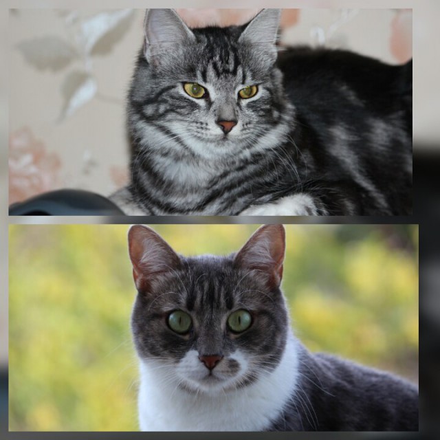 Коты и Кошки