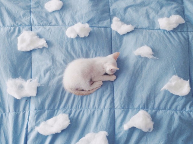 Коты и Кошки