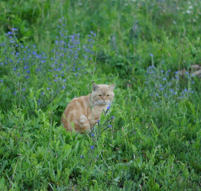 Котовторник 18.07.2017
