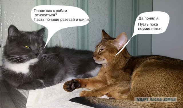 Мой кот и кот тёщи