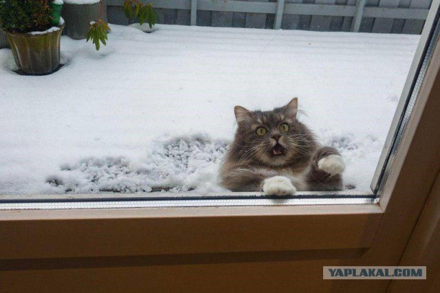 Котофото, сделанные в нужный момент