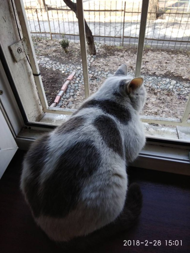 Котовторник 20.03.2018