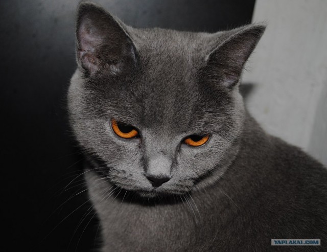 Первый котовторник августа