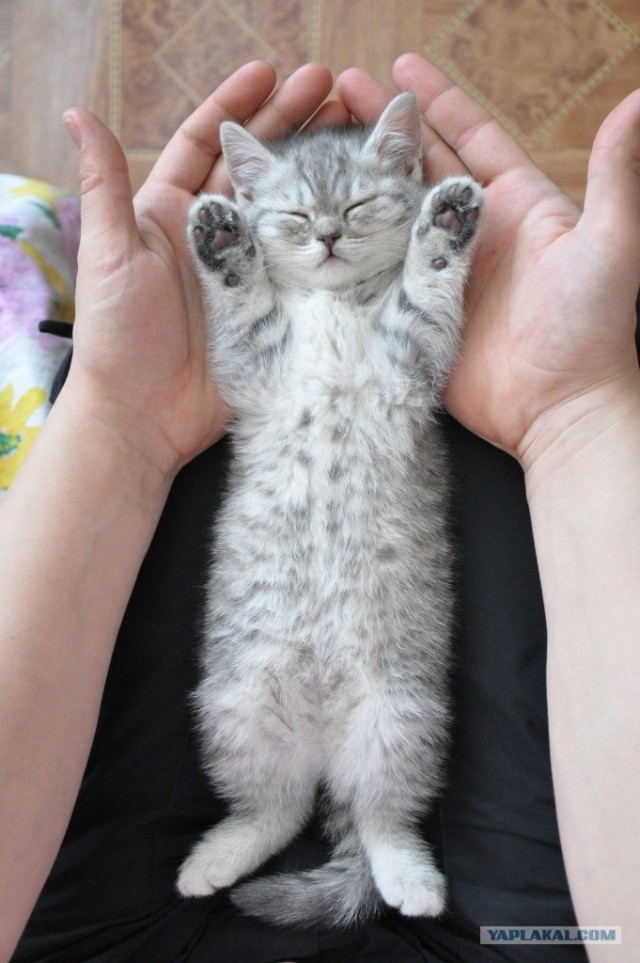Сегодня котовторник, а котиков все нет