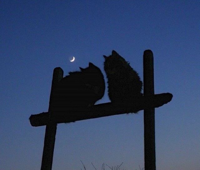 Котейкин вторник! Космический 12.04!